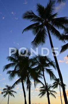Sunset palms Stock Photos