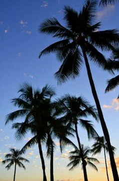 Sunset palms Fotos Stock