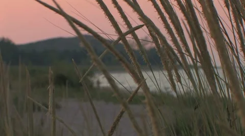 Sunset pan of beach grass on lakeshore Stock Footage 7762808