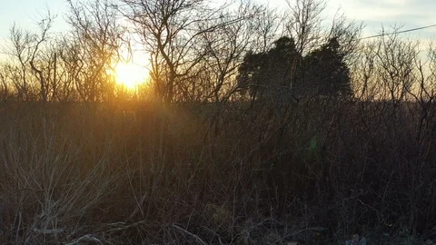 Sunset panorama on the field - the drone shoot through the branches Stockbeeldmateriaal 125080268