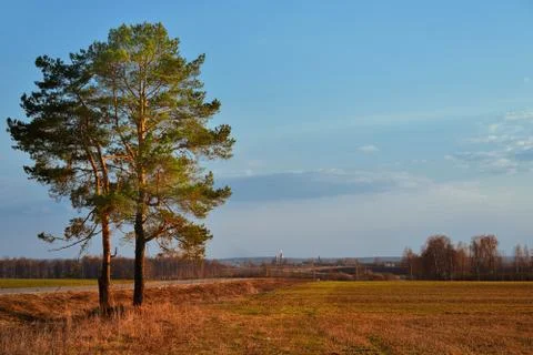 Sunset panorama in a field with tree Stock Photos