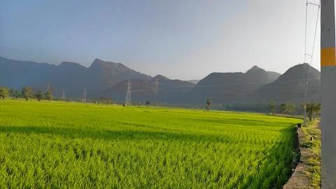 Sunset Panorama of Lush Rice Fields with Mountain Backdrop and Rural Power .. Stock Photos