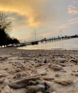 Sunset panoramic texture dead coral in the sand Stock Photos