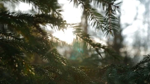 Sunset panoramic view of magical forest scene with play of sun through pine Stock Footage