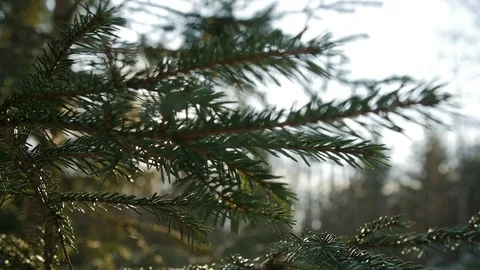 Sunset panoramic view of magical forest scene with play of sun through pine Stock Footage 73256612