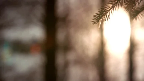 Sunset panoramic view of magical forest scene with play of sun through pine Stock Footage 88497711