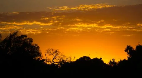 Sunset in pantanal 스톡 사진