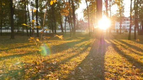 Sunset in the park. Beautiful long shadows of trees. The camera is in motion Stock Footage 119831437