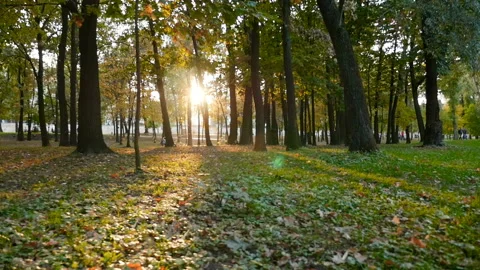 Sunset in the park. Bright sun rays. Beautiful green grass. Camera movement Video stock 119832386
