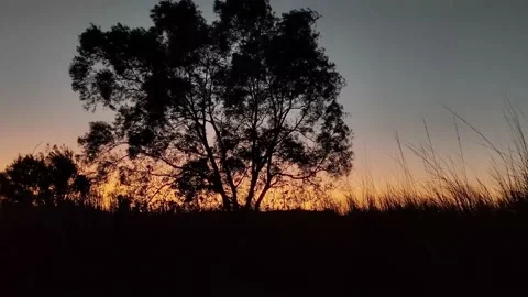 Sunset in the park with a calm breeze Video stock 220530441
