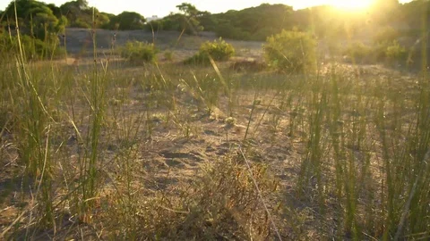 Sunset in the park Stock Footage 93760192