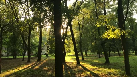 Sunset in the park. The light falls beautifully between the trees. Stock Footage 160499825