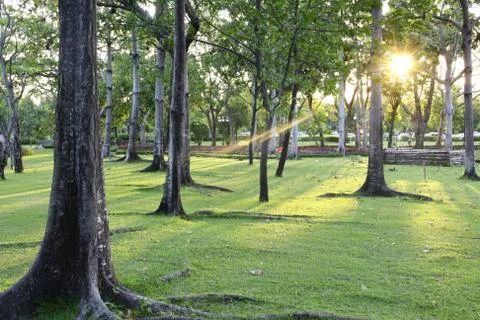 Sunset at park Stock Photos