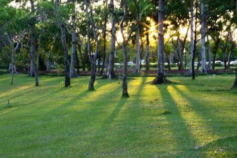 Sunset on park Stock Photos