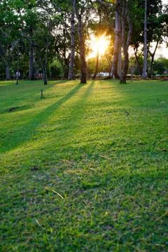 Sunset on park Stock Photos