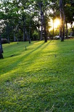 Sunset on park Stock Photos