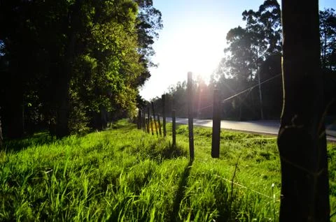 Sunset in the park 库存照片