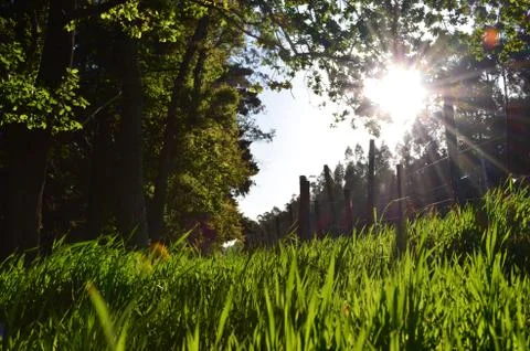Sunset in the park 库存照片