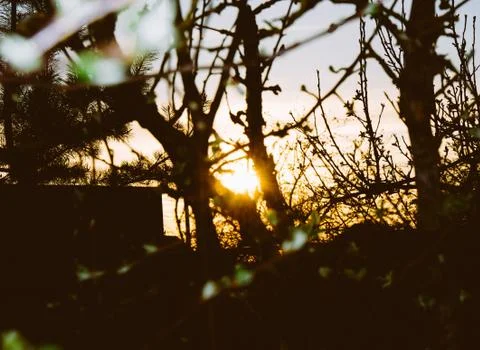 Sunset in the Park Stock Photos