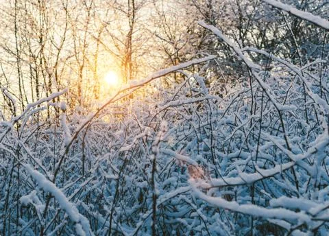 Sunset In Park Stock Photos