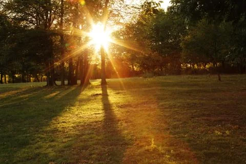 Sunset in park Stock Photos