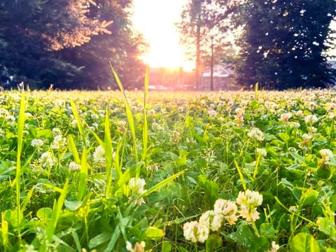 Sunset in the park Stock Photos