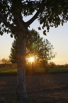 Sunset in the park Foto stock