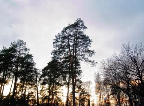 Sunset in the Park with pine trees in spring Stock Photos