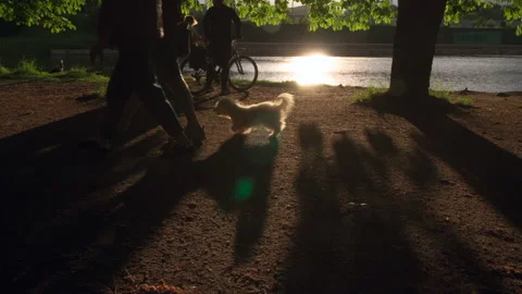 Sunset at park with pond 库存影片 197378850