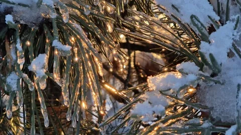 Sunset in the park. Sun rays pass through the branches of a tree Stock Footage 328229838