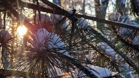 Sunset in the park. Sun rays pass through the branches of a tree Stock-Footage 328229974