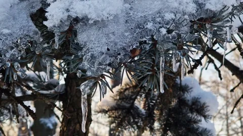 Sunset in the park. Sun rays pass through the branches of a tree Video stock 328230054