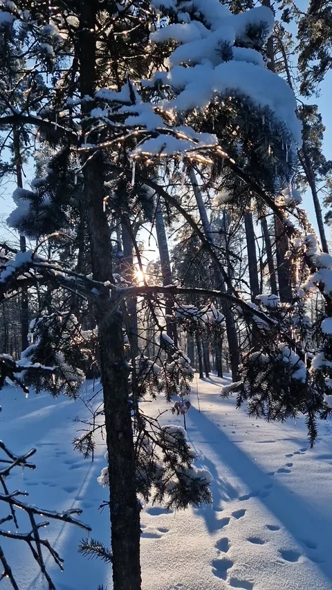 Sunset in the park. Sun rays pass through the branches of a tree Stock-Footage 328230103
