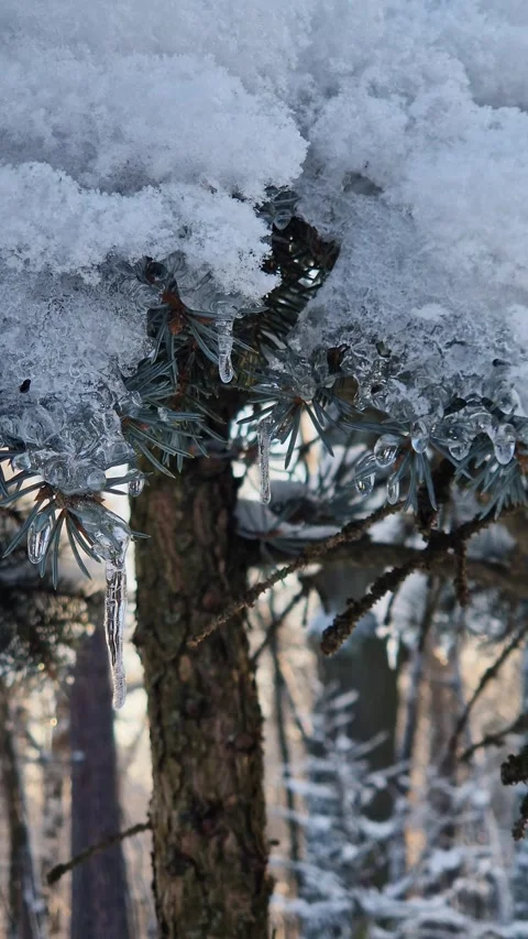 Sunset in the park. Sun rays pass through the branches of a tree Stock Footage 328230117