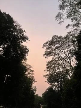 Sunset in the park, Sunset Silhouette of Trees Stock Photos