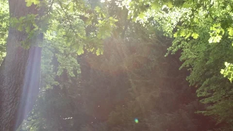 Sunset in the park, Sunset sun in spring, Sun rays Stock Footage 138316730