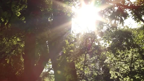 Sunset in the park, Sunset sun in spring, Sun rays Stock Footage 138316742