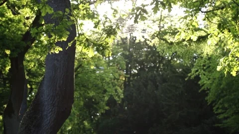 Sunset in the park, Sunset sun in spring, Sun rays Stock Footage 138316755