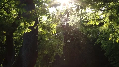 Sunset in the park, Sunset sun in spring, Sun rays Stock Footage 138316763