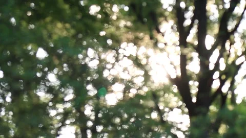 Sunset in the park, Sunset sun in spring, Sun rays Stock Footage 138316770