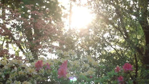 Sunset in the park, Sunset sun in spring, Sun rays Stock Footage 138316800