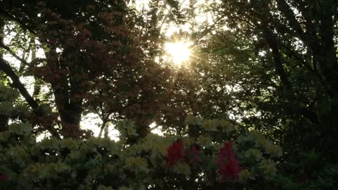 Sunset in the park, Sunset sun in spring, Sun rays Stock Footage 138316816