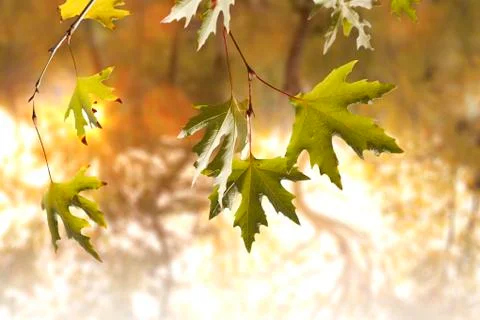 Sunset in park with trees Stock Photos