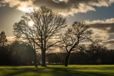 Sunset in the park with trees as silhouettes Stock Photos