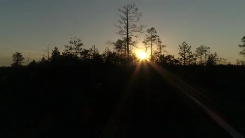 Sunset passes through the treetops in Siberia Stock Footage 283000049