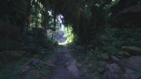 Sunset path through peaceful canyon lined by green moss and tall stones Stock Footage 334241025