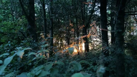 Sunset in a Peaceful Forest Stock Footage 309216438