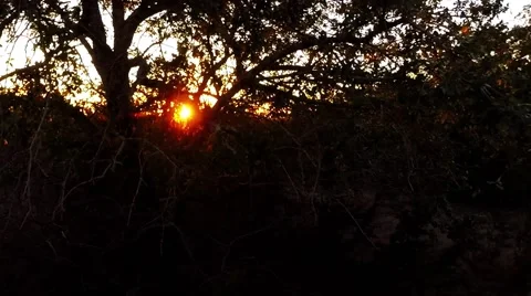 Sunset peaking out of the trees Stockbeeldmateriaal 45674538