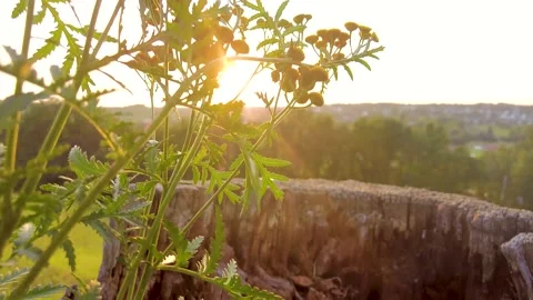 Sunset peaking through flowers in motion Video stock 166521886