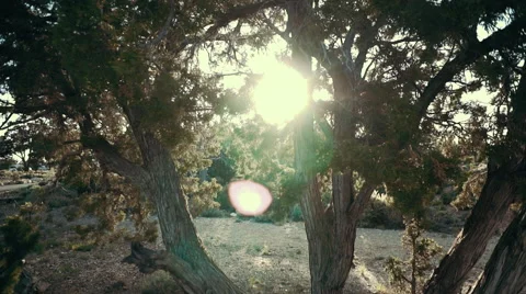 Sunset Peaking Through Tree Stock Footage 64654909